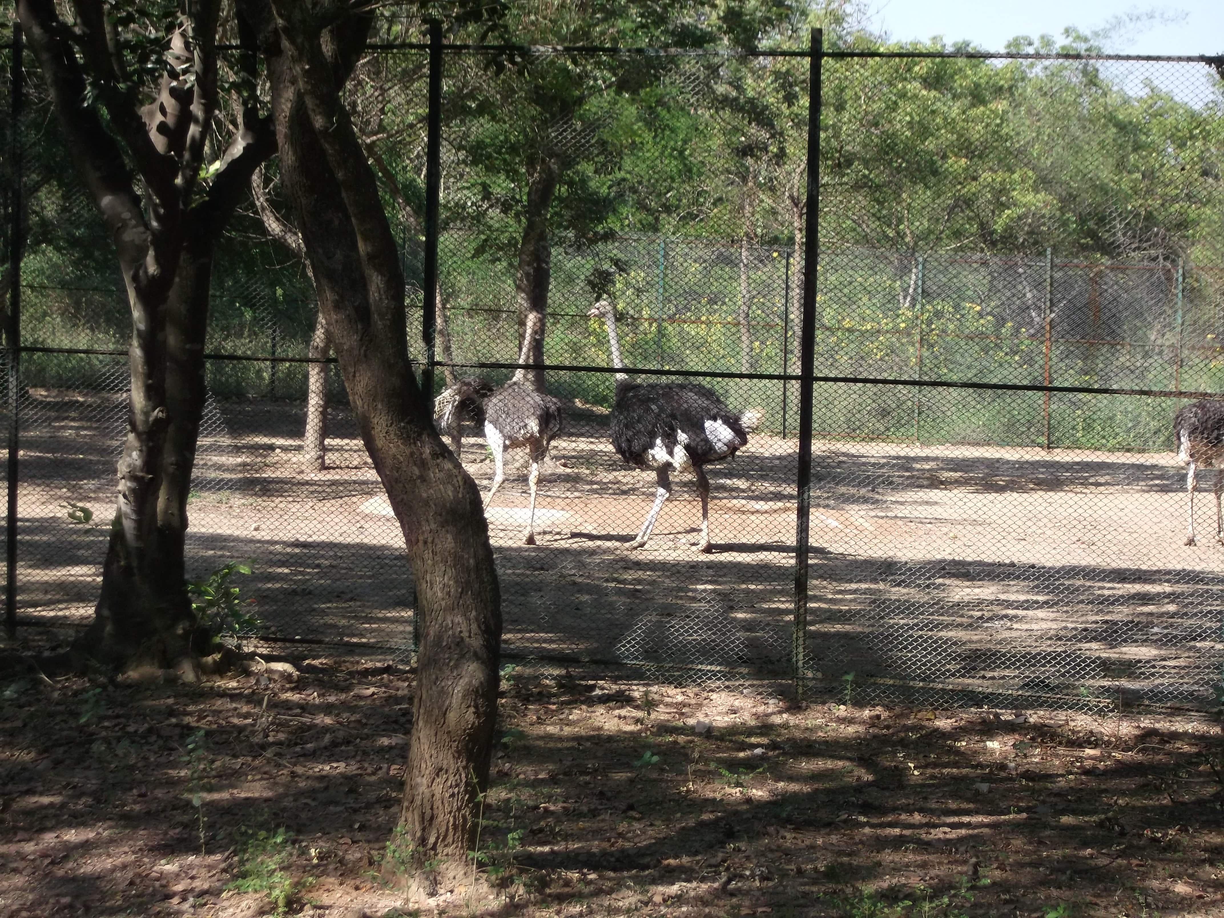 Wildlife parks are starting to vaccinate animals amid a surge in Covid cases Wildlife parks are starting to vaccinate animals amid a surge in Covid cases