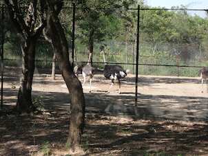 India’s Chennai zoo officials on toes after 5 ostriches die due to ‘unknown’ illness