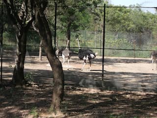 India’s Chennai zoo officials on toes after 5 ostriches die due to ‘unknown’ illness