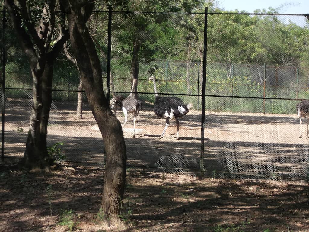 Wildlife parks are starting to vaccinate animals amid a surge in Covid cases