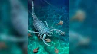 Dog-sized sea scorpions ruled Chinese sea floors 400 million years ago: Study