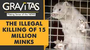 Gravitas: Denmark Mink culling: PM Mette Frederiksen may face impeachment