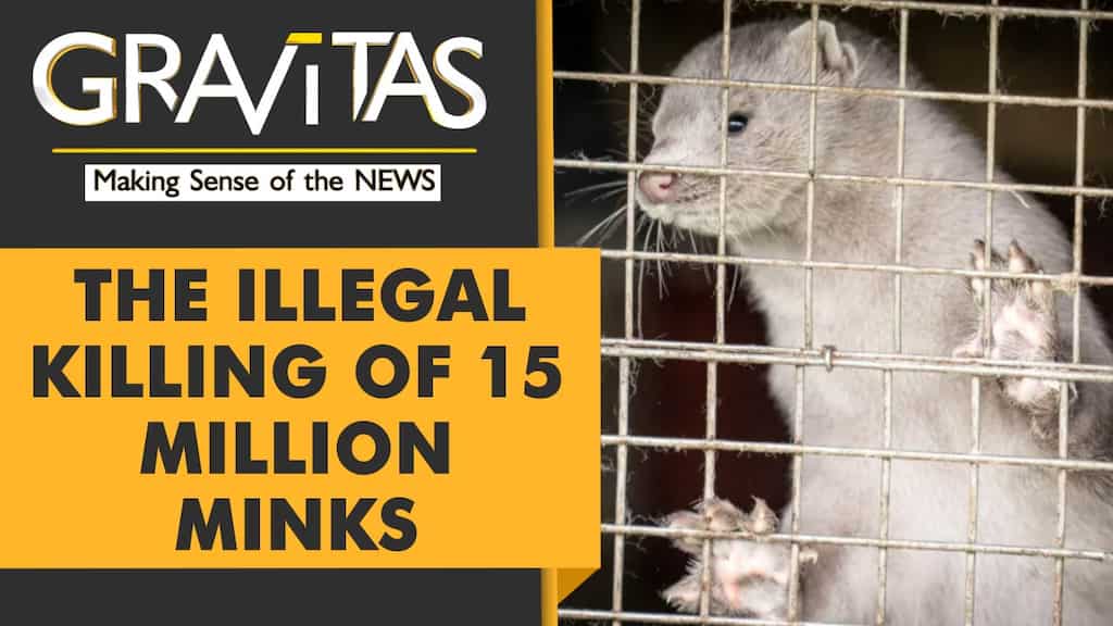 Gravitas: Denmark Mink culling: PM Mette Frederiksen may face impeachment