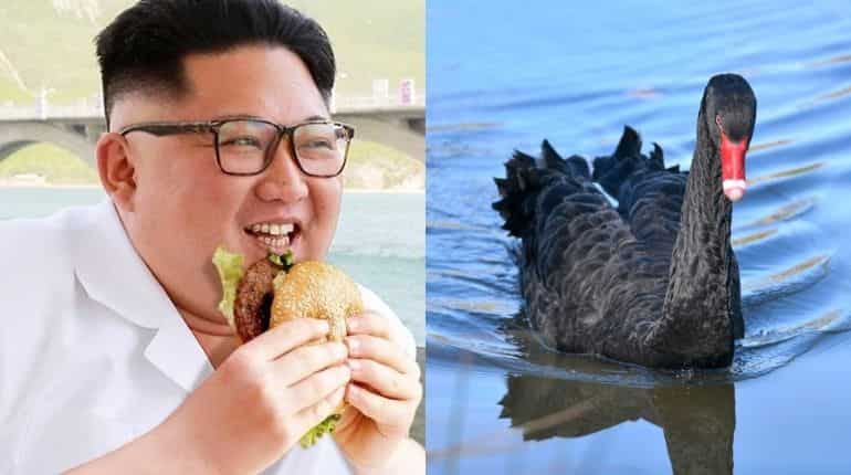 Kim Jong-un's bizarre food strategy: Orders North Koreans to eat 'delicious' black swans