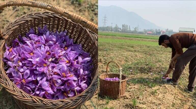 After years Kashmir sees a bumper harvest of saffron After years Kashmir sees a bumper harvest of saffron