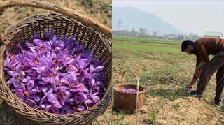 After years Kashmir sees a bumper harvest of saffron