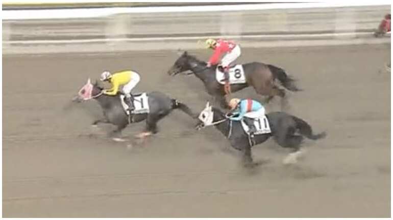 Sumomomomomomomomo: Horse with this exact name has won a race in Japan