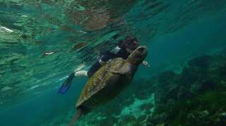 Four Latin American nations join hands to create large marine reserve