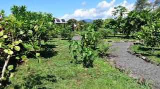 Study shows traditional Samoan medicine can be used to lower inflammation