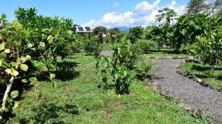 Study shows traditional Samoan medicine can be used to lower inflammation