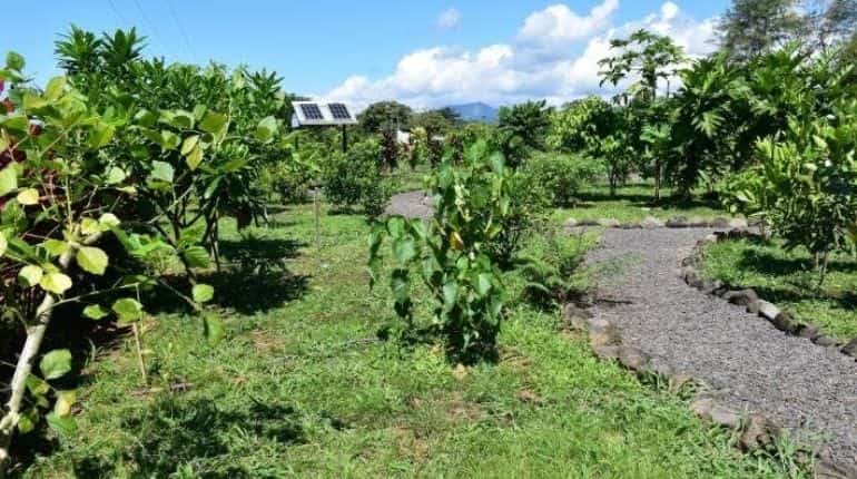 Study shows traditional Samoan medicine can be used to lower inflammation