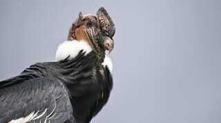 Reproduction without mating? Largest land birds in North America surprise scientists