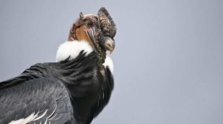 Reproduction without mating? Largest land birds in North America surprise scientists