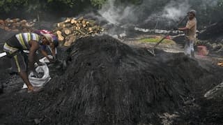 Planet vs people as Panama's mangroves are turned into coal