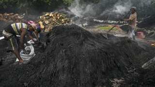 Planet vs people as Panama's mangroves are turned into coal