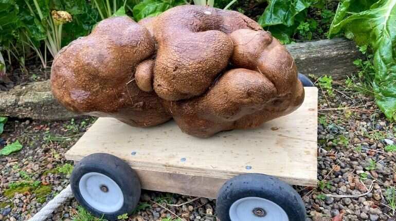 New Zealand: Couple unearths 'mutant' potato which could be world's largest