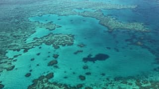 Corals in the Great Barrier Reef could become target of mass bleaching