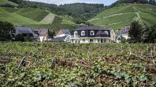 'Extremely low' wine production in Europe due to bad weather
