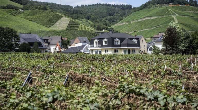 'Extremely low' wine production in Europe due to bad weather