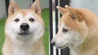 Abandoned dog Deng Deng goes under hammer, fetches $25,000 in China