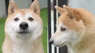 Abandoned dog Deng Deng goes under hammer, fetches $25,000 in China