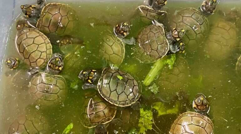 Major conservation effort: 3,000 baby turtles released into river in Peru Major conservation effort: 3,000 baby turtles released into river in Peru