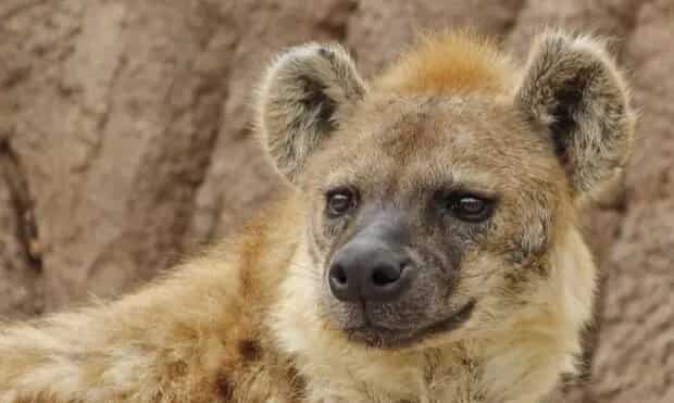 Two hyenas at Denver zoo infected with coronavirus in first such case for species Two hyenas at Denver zoo infected with coronavirus in first such case for species