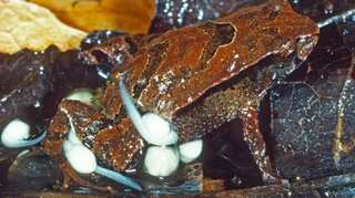 Rare tadpole-carrying frog’s new species discovered in Australia