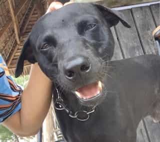 Indonesia: Pet dog's death triggers discussion around 'halal tourism', here is what people have to say