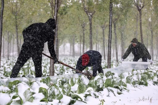 Saving vegetable crops from snowfall