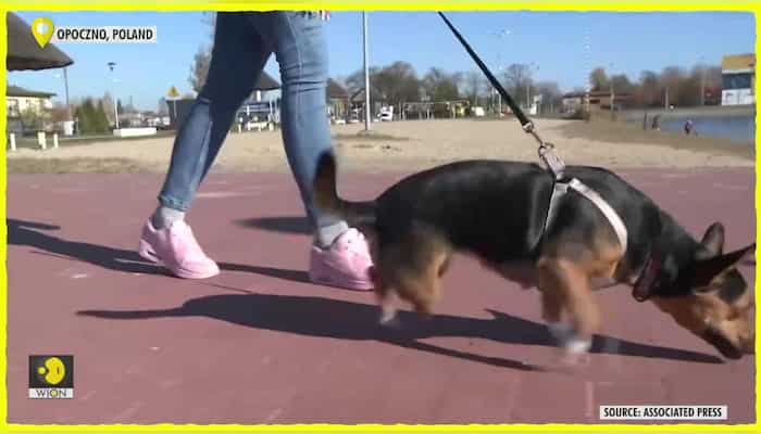 Student 3D prosthesis legs for limbless dogs