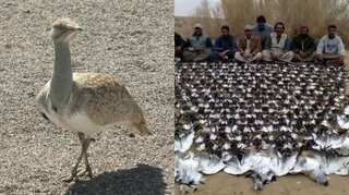 Pakistan: 14 Arab royals given permit to hunt endangered Houbara bustard