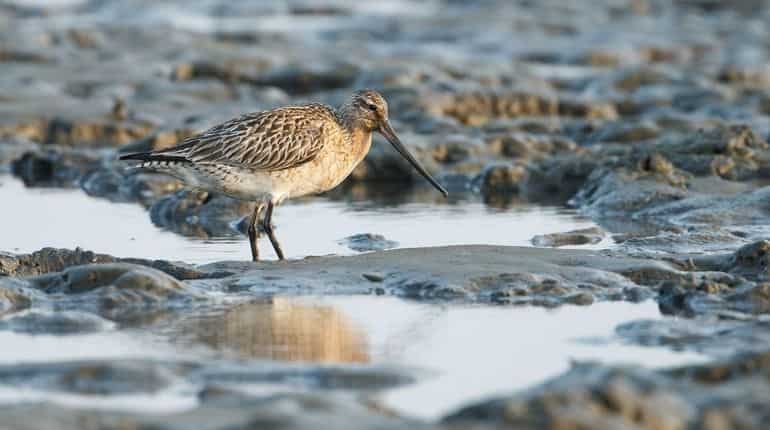 'Welcome home': Godwit touches in New Zealand after being blown away to Alaska 'Welcome home': Godwit touches in New Zealand after being blown away to Alaska