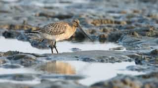 'Welcome home': Godwit touches in New Zealand after being blown away to Alaska
