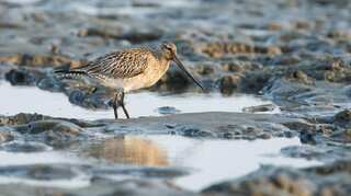 'Welcome home': Godwit touches in New Zealand after being blown away to Alaska