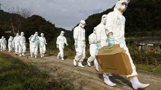 Japan confirms this season's first bird flu outbreak, culling 143,000 chickens