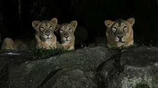 Endangered Asiatic lions test positive for COVID-19 in Singapore