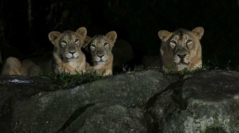 Endangered Asiatic lions test positive for COVID-19 in Singapore