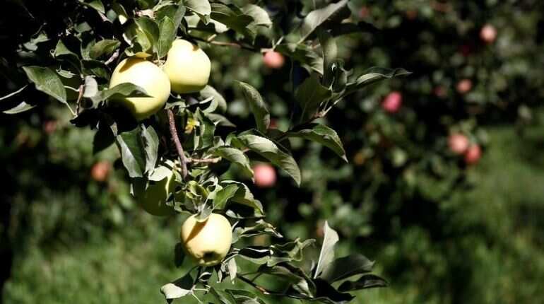 One tree, 10 different fruits: Gardener claims world record for rare feat