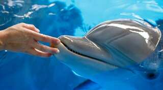 Fan favourite, Winter the dolphin, dies of illness: Aquarium closes in her honour