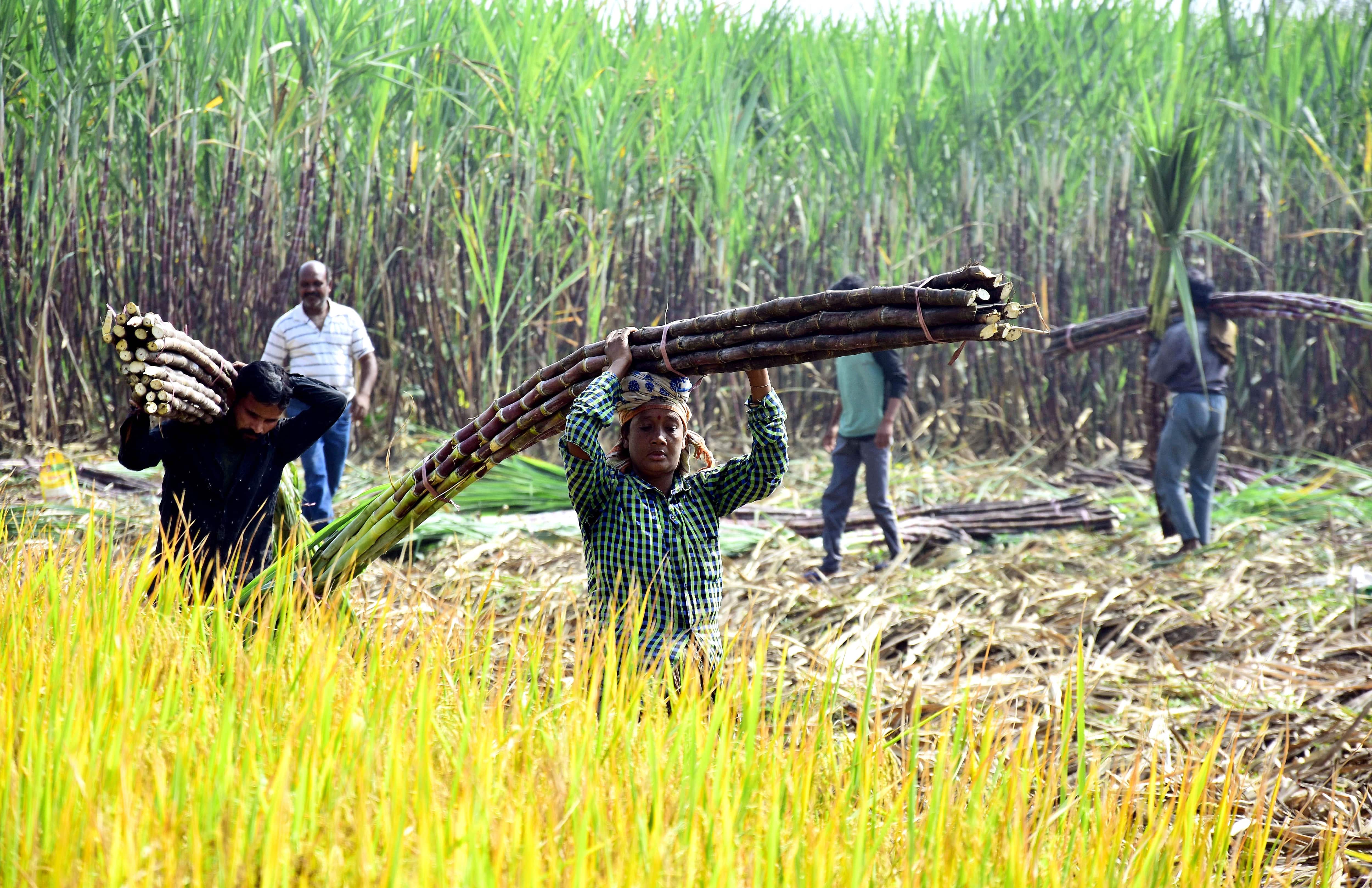 Shortage of fertiliser poses fresh problems for Indian farmers ahead of sowing season Shortage of fertiliser poses fresh problems for Indian farmers ahead of sowing season