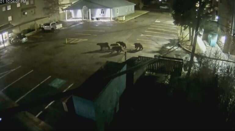 Night out? Grizzly bear, four cubs take a stroll through Wyoming town in US Night out? Grizzly bear, four cubs take a stroll through Wyoming town in US