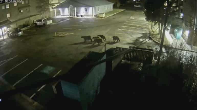 Night out? Grizzly bear, four cubs take a stroll through Wyoming town in US
