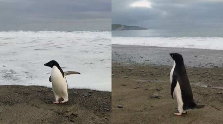 Watch: Far from home, Antarctic's Adélie penguin lands in New Zealand after rare journey Watch: Far from home, Antarctic's Adélie penguin lands in New Zealand after rare journey