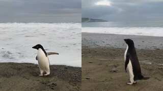 Watch: Far from home, Antarctic's Adélie penguin lands in New Zealand after rare journey