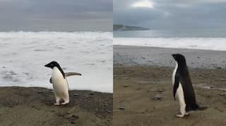 Watch: Far from home, Antarctic's Adélie penguin lands in New Zealand after rare journey