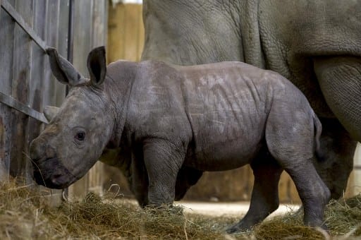 In a first, Rhino horn NFT sold for $7,000 at auction in South Africa