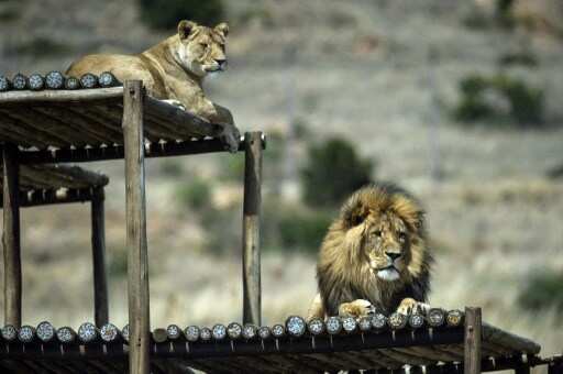 US: 8 big cats test positive for COVID-19 at St. Louis Zoo