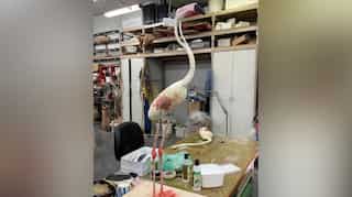 These flamingos are being restored to become gay emblems in music festival