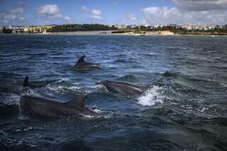 US: 63-year-old man claims he had 6-month 'affair' with dolphin
